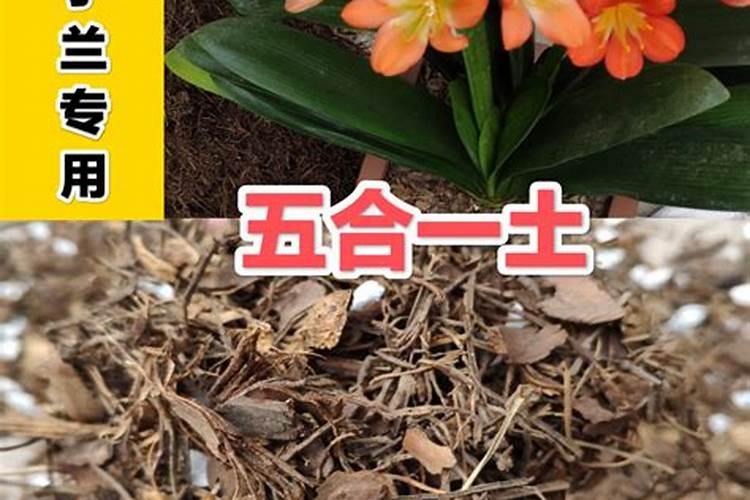 君子兰施什么肥好？肥