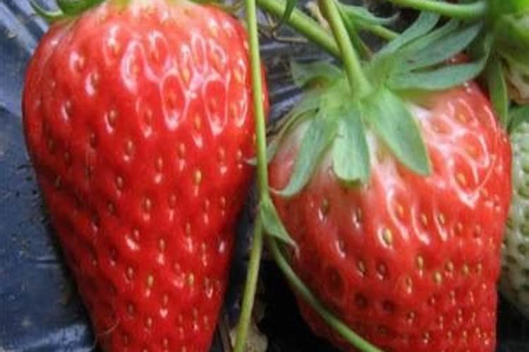 大棚草莓施肥方案