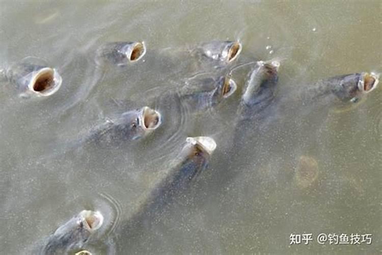 金玉满堂花怎么养才能开花