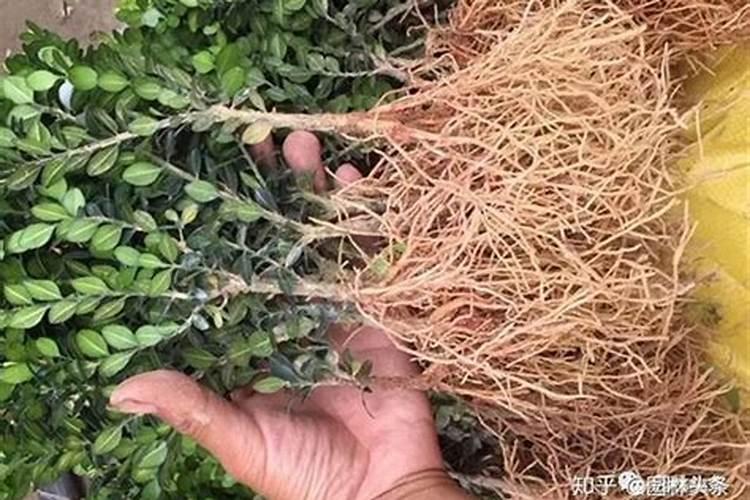 玉米什么时候喷施芸苔素 最佳使用时间及方法