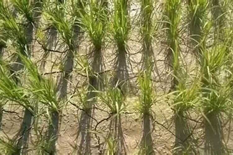 膨果水溶肥多长时间用一次？