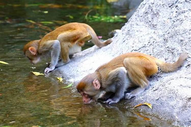 水溶肥简介