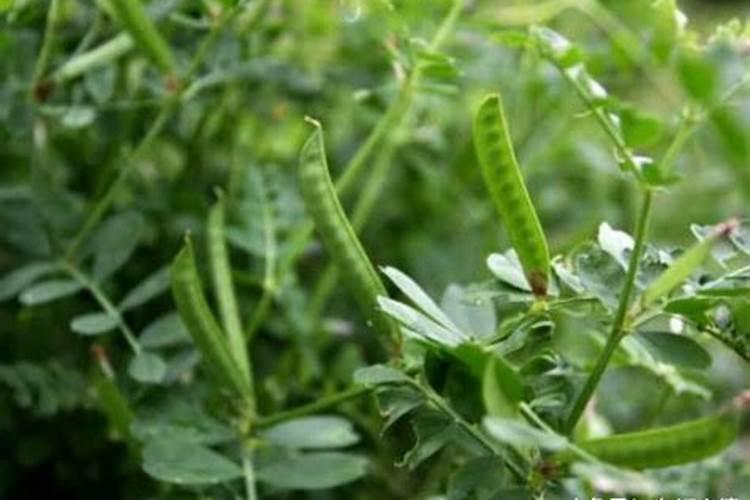 碗豆开花用什么肥料好