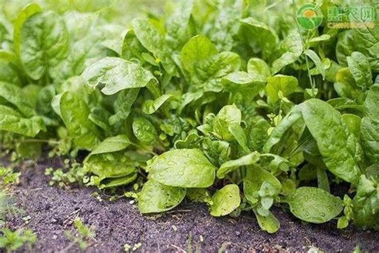 种菠菜用什么肥料