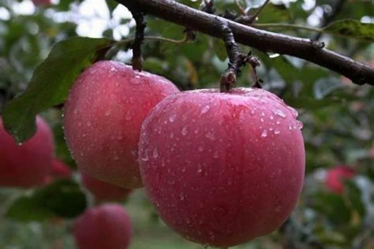 星苹果种植需要注意什么？需要如何施肥呢？