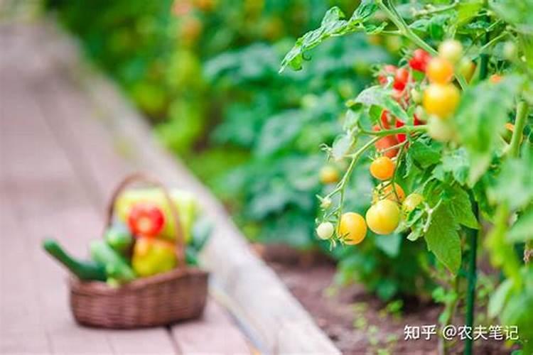 硝酸磷肥在葡萄上的作用