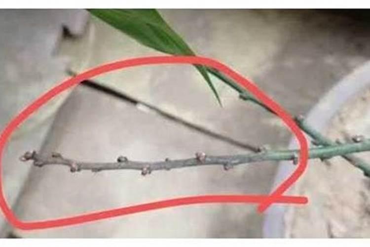 梅花烂根怎么办