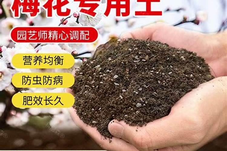 梅树有时为何不开花？如何使梅花年年开花繁茂？