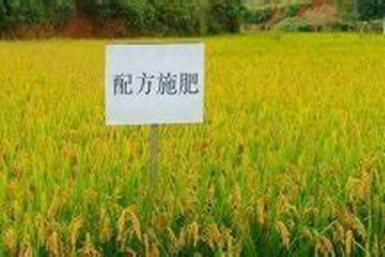 科学施肥应遵循哪些原则？