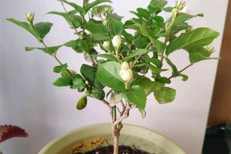 盆栽多肉植物施什么肥 该如何施肥