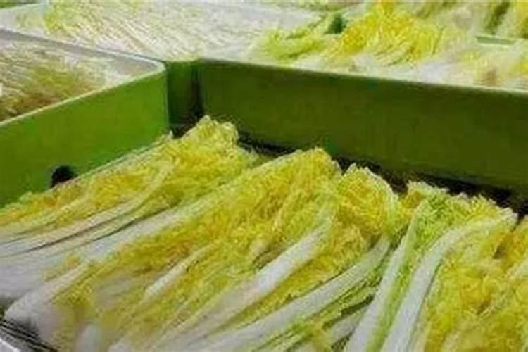 梅花为什么不能用营养土