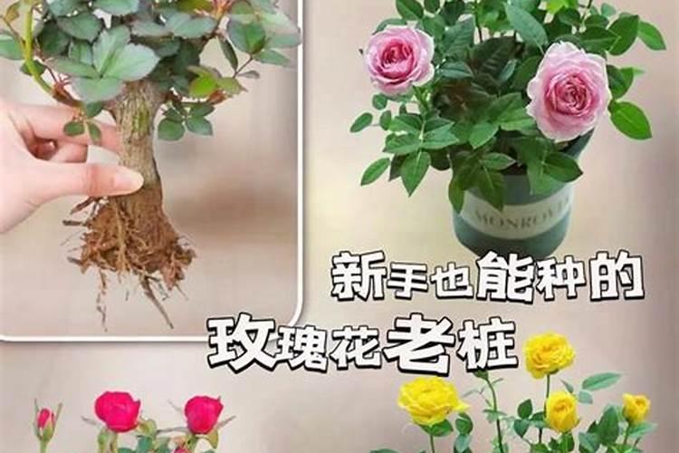 玫瑰花施肥施什么肥料