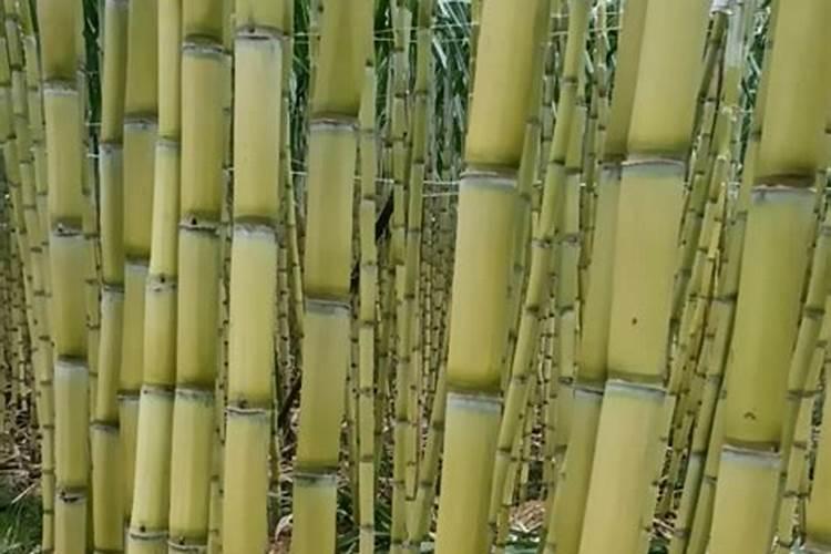 昭通洋芋施肥方法及时间 昭通洋芋施肥方法和时间