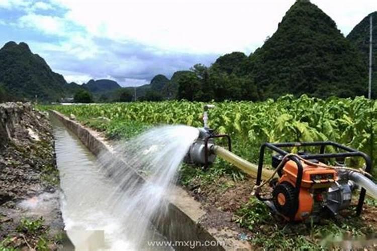 番茄喜欢什么肥料？如何管理才能苗壮果大产量高？