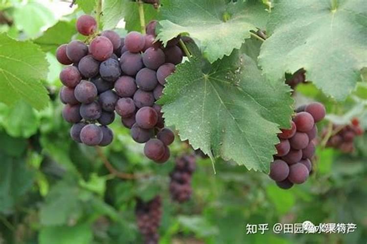 巨峰葡萄成熟期追什么肥料最好
