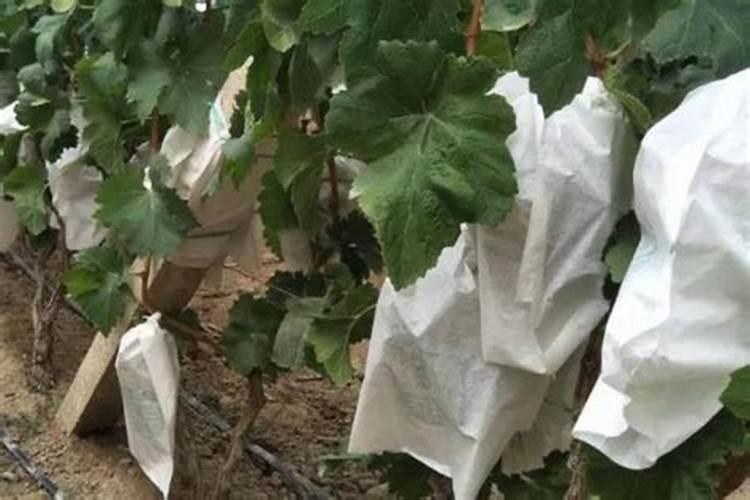 农药甜蜜素能洒在葡萄上吗