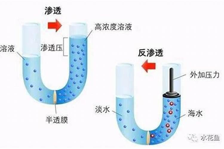 鱼胶蛋白鱼胶蛋白的6种好处