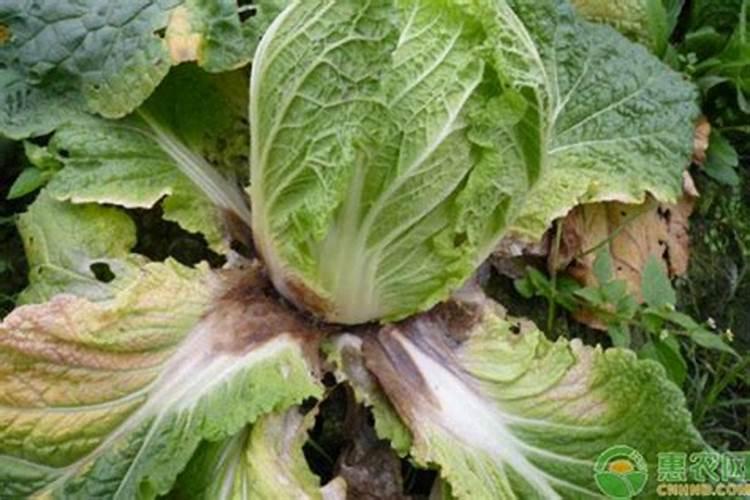 白菜根瘤病用什么农药治