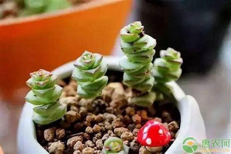 钱多多怎么养殖方法