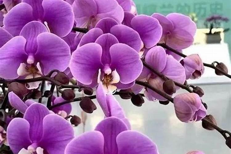 无花果移栽后不发芽怎么回事