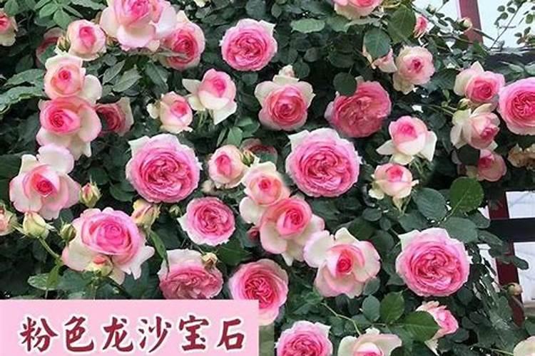 樱桃炭疽病的防治方法有哪些？