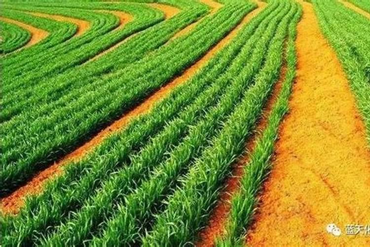 小麦苗稀多少天可以喷生根剂和水溶肥