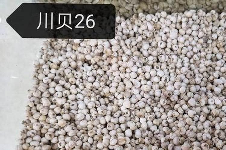 松贝母怎么种？