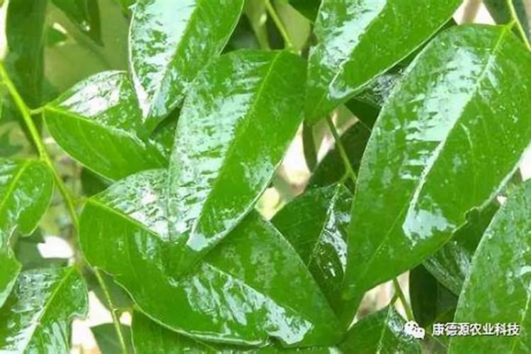 花生喷施钙肥最佳时间 什么时候使用合适