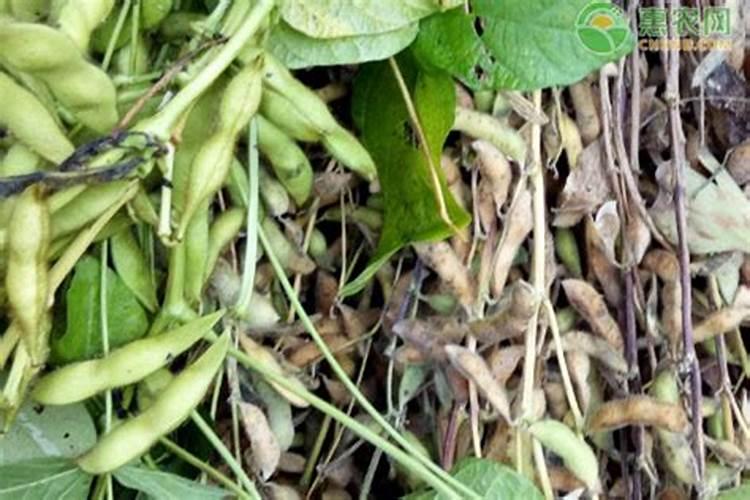 毛豆喜欢什么肥料