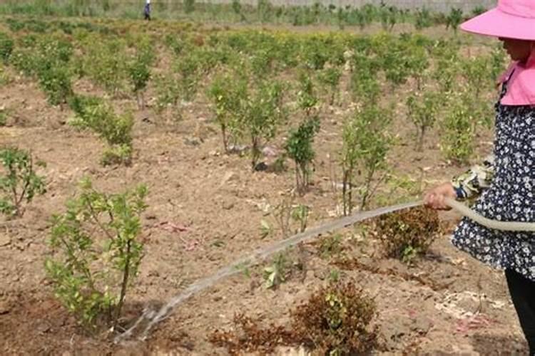 盆栽水果浇水施肥(盆栽水果用什么肥料好)