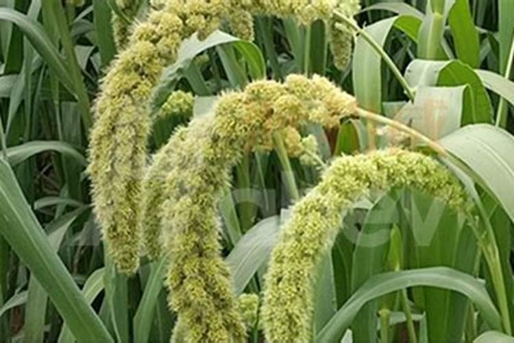 硝酸磷肥如何使用？硝酸磷肥的作用