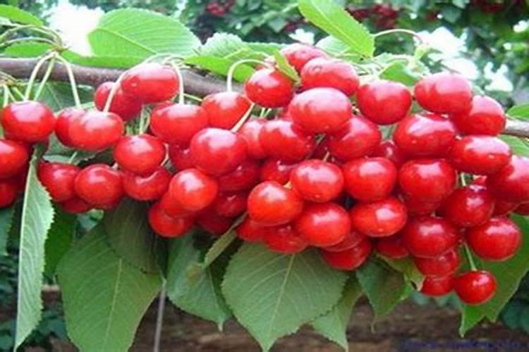 杨梅施什么肥料好 什么时候施肥最好