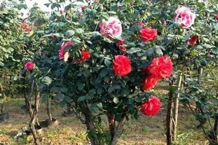 月季花怎么嫁接？