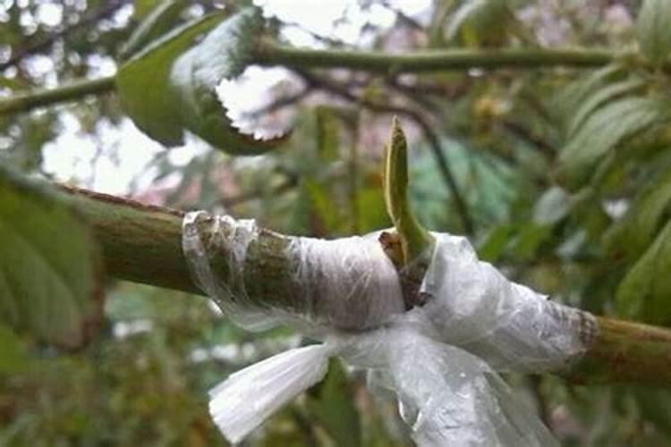 连续阴雨天月季怎么养？