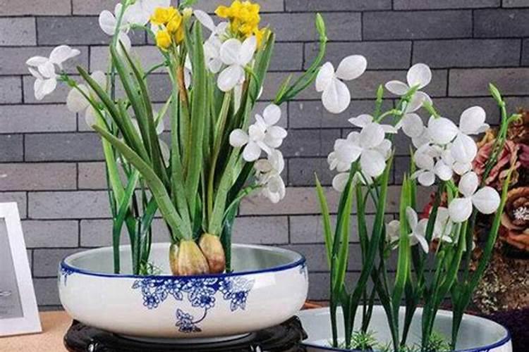 水仙花养在水里需要施什么肥料？要放在阳光底下吗？
