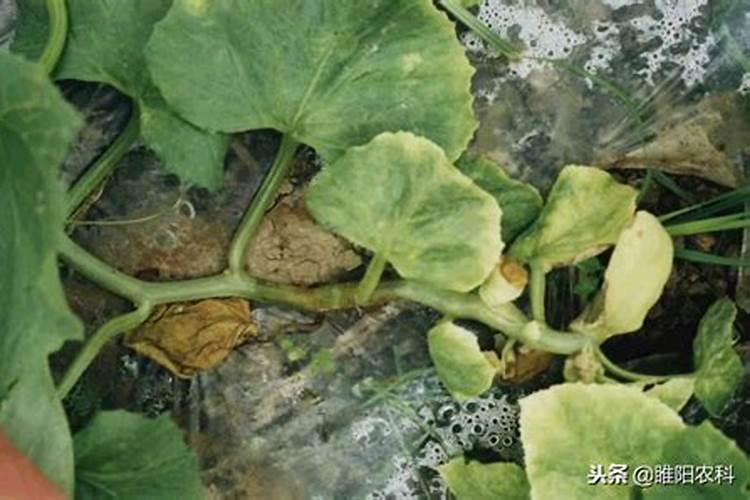 西葫芦蔓枯病该怎样防治？
