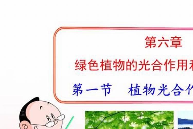 枯树叶怎样发酵成肥料