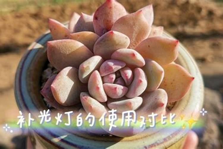 多肉施肥注意事项有哪些 怎么施肥最合理