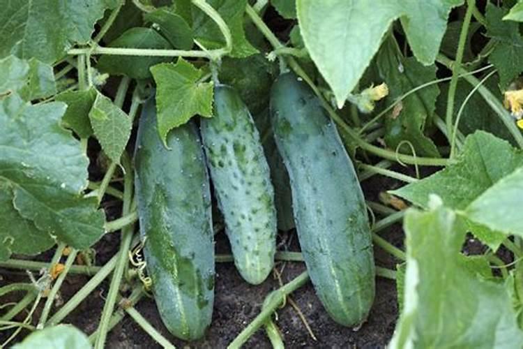 黄瓜种植怎么提高坐果率