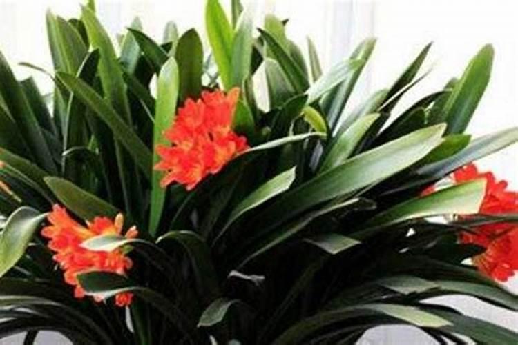 种菜用什么复合肥比较好 速效复合肥怎样给蔬菜施肥