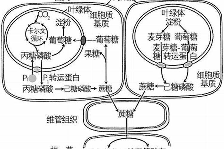 红糖水能不能浇葡萄