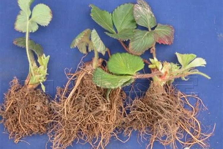 有机水溶肥的作用