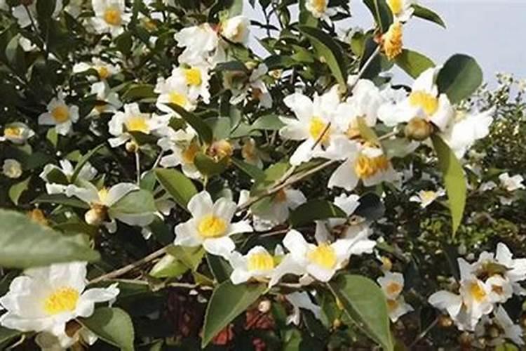 油茶开花时期应该喷何种叶面肥？