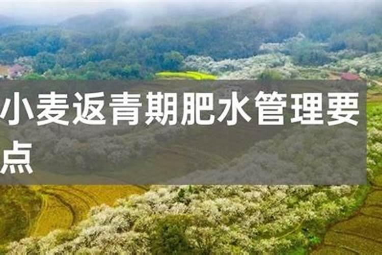 春季小麦应该如何进行田间管理