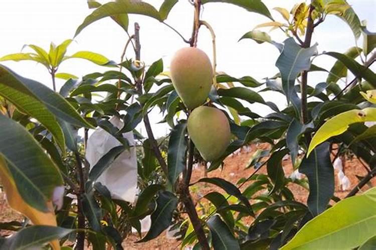 如何给芒果施肥 芒果施肥方法和注意事项