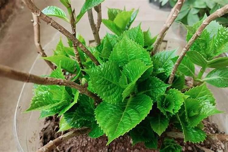 绣球花怎么种植