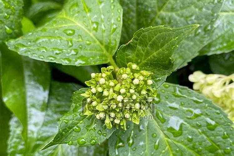 绣球叶子边缘干枯焦了