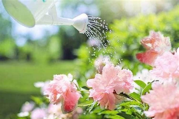 为什么种植油菜要增施硼肥？硼肥的功效有哪些？