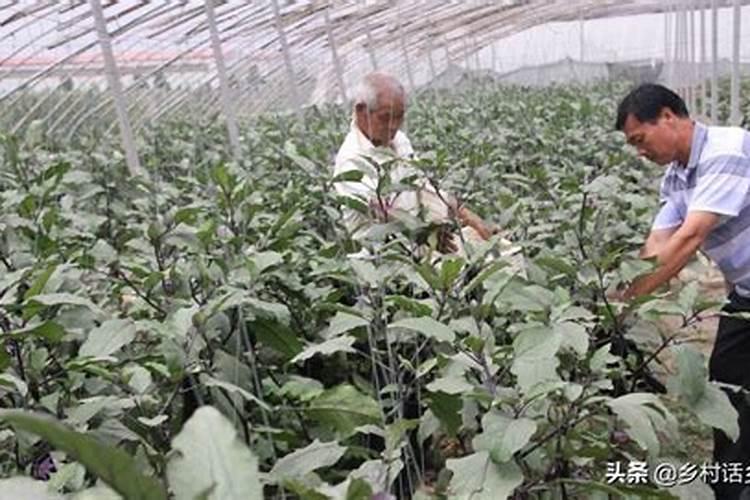 种菜用什么肥料最好