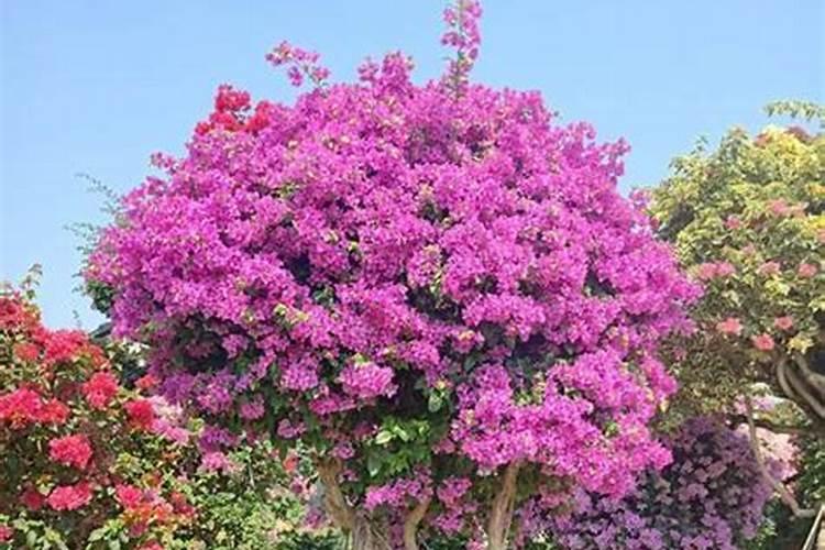 三角梅难开花如何养护开花更多
